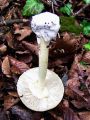 Filename=musnica_zelena_b_Amanita_phalloides_2012_10110076.jpg
Filesize=297KB
Dimensions=675x900
Date added=Nov 28, 2012 musnica_zelena_b_Amanita_phalloides_2012_10110076.jpg