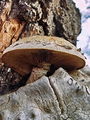 Filename=nazobcanka_luskasta_c_Neolentinus_lepideus_DSC03709.jpg
Filesize=312KB
Dimensions=675x900
Date added=Jan 07, 2010 nazobcanka_luskasta_c_Neolentinus_lepideus_DSC03709.jpg