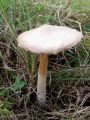 Filename=noznicarka_velika_ac_Volvariella_gloiocephala_2012_10110034.jpg
Filesize=274KB
Dimensions=675x900
Date added=Nov 29, 2012 noznicarka_velika_ac_Volvariella_gloiocephala_2012_10110034.jpg