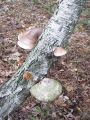 Filename=odpadljivka_brezova_e_Piptoporus_betulinus_2010_10020066.jpg
Filesize=316KB
Dimensions=675x900
Date added=Oct 26, 2010 odpadljivka_brezova_e_Piptoporus_betulinus_2010_10020066.jpg