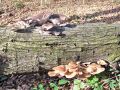 Filename=ostrigar_bukov_a_Pleurotus_ostreatus_2012_11280051.jpg
Filesize=388KB
Dimensions=900x675
Date added=Dec 11, 2012 ostrigar_bukov_a_Pleurotus_ostreatus_2012_11280051.jpg