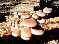 Filename=ostrigar_bukov_b_Pleurotus_ostreatus_2012_10220034a.jpg
Filesize=211KB
Dimensions=900x675
Date added=Dec 11, 2012 ostrigar_bukov_b_Pleurotus_ostreatus_2012_10220034a.jpg