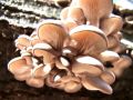 Filename=ostrigar_bukov_c_Pleurotus_ostreatus_2012_10220038a.jpg
Filesize=141KB
Dimensions=900x675
Date added=Dec 11, 2012 ostrigar_bukov_c_Pleurotus_ostreatus_2012_10220038a.jpg