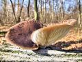 Filename=ostrigar_bukov_e_Pleurotus_ostreatus_2012_11280053.jpg
Filesize=290KB
Dimensions=900x675
Date added=Dec 11, 2012 ostrigar_bukov_e_Pleurotus_ostreatus_2012_11280053.jpg