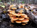 Filename=panjevka_zimska_a_Flammulina_velutipes_2012_11240011.jpg
Filesize=226KB
Dimensions=900x675
Date added=Dec 03, 2012 panjevka_zimska_a_Flammulina_velutipes_2012_11240011.jpg