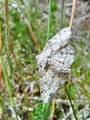 pe_Pedic_samicka_aa_Ascotis_selenaria_DSC09916.jpg