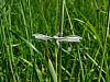 per_peresničar_beli_ab_Pterophorus_pentadactyla_2011_05200021.JPG