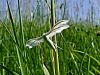 per_peresnicar_beli_ac_Pterophorus_pentadactyla_2011_05200022.JPG