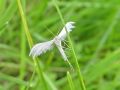 Filename=per_peresnicar_beli_ba_Pterophorus_pentadactyla_DSC03401.jpg
Filesize=126KB
Dimensions=900x675
Date added=Feb 10, 2015 per_peresnicar_beli_ba_Pterophorus_pentadactyla_DSC03401.jpg