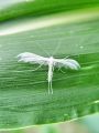 Filename=per_peresnicar_beli_bb_Pterophorus_pentadactyla_DSC03411.jpg
Filesize=171KB
Dimensions=675x900
Date added=Feb 10, 2015 per_peresnicar_beli_bb_Pterophorus_pentadactyla_DSC03411.jpg