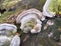 Filename=ploskocevka_grbasta_b_Trametes_gibbosa_2013_01120042.jpg
Filesize=271KB
Dimensions=900x675
Date added=Nov 14, 2013 ploskocevka_grbasta_b_Trametes_gibbosa_2013_01120042.jpg