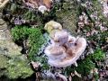 Filename=ploskocevka_grbasta_f_Trametes_gibbosa_2013_01120043.jpg
Filesize=359KB
Dimensions=900x675
Date added=Nov 14, 2013 ploskocevka_grbasta_f_Trametes_gibbosa_2013_01120043.jpg