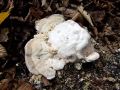 Filename=ploskocevka_grbasta_g_Trametes_gibbosa_2012_10110058.jpg
Filesize=262KB
Dimensions=900x675
Date added=Nov 29, 2012 ploskocevka_grbasta_g_Trametes_gibbosa_2012_10110058.jpg