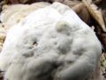 Filename=ploskocevka_grbasta_h_Trametes_gibbosa_2012_10110059.jpg
Filesize=142KB
Dimensions=900x675
Date added=Nov 29, 2012 ploskocevka_grbasta_h_Trametes_gibbosa_2012_10110059.jpg