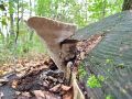 Filename=ploskocevka_grbasta_m_Trametes_gibbosa_2013_10020036.jpg
Filesize=326KB
Dimensions=900x675
Date added=Dec 02, 2014 ploskocevka_grbasta_m_Trametes_gibbosa_2013_10020036.jpg