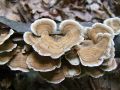Filename=ploskocevka_kolobarcasta_b_Trametes_ochracea_2010_07290038.jpg
Filesize=192KB
Dimensions=900x675
Date added=Oct 27, 2010 ploskocevka_kolobarcasta_b_Trametes_ochracea_2010_07290038.jpg