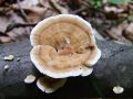 Filename=ploskocevka_kolobarcasta_c_Trametes_ochracea_2010_07290037.jpg
Filesize=202KB
Dimensions=900x675
Date added=Oct 27, 2010 ploskocevka_kolobarcasta_c_Trametes_ochracea_2010_07290037.jpg