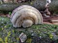 Filename=ploskocevka_puhasta_b_Trametes_pubescens_2013_01120023.jpg
Filesize=266KB
Dimensions=900x675
Date added=Aug 12, 2014 ploskocevka_puhasta_b_Trametes_pubescens_2013_01120023.jpg