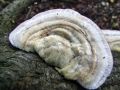 Filename=ploskocevka_puhasta_e_Trametes_pubescens_2012_11080053.jpg
Filesize=262KB
Dimensions=900x675
Date added=Aug 12, 2014 ploskocevka_puhasta_e_Trametes_pubescens_2012_11080053.jpg