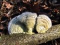 Filename=ploskocevka_puhasta_f_Trametes_pubescens_2012_11280042.jpg
Filesize=280KB
Dimensions=900x675
Date added=Aug 12, 2014 ploskocevka_puhasta_f_Trametes_pubescens_2012_11280042.jpg