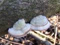 Filename=ploskocevka_puhasta_g_Trametes_pubescens_2013_01120018.jpg
Filesize=248KB
Dimensions=900x675
Date added=Aug 12, 2014 ploskocevka_puhasta_g_Trametes_pubescens_2013_01120018.jpg