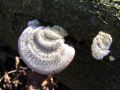 Filename=ploskocevka_puhasta_h_Trametes_pubescens_2013_01120021.jpg
Filesize=239KB
Dimensions=900x675
Date added=Aug 12, 2014 ploskocevka_puhasta_h_Trametes_pubescens_2013_01120021.jpg