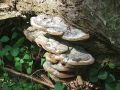 Filename=plutac_vrbov_b_Phellinus_igniarius_2010_04290029.jpg
Filesize=305KB
Dimensions=900x675
Date added=Oct 27, 2010 plutac_vrbov_b_Phellinus_igniarius_2010_04290029.jpg