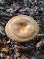 Filename=podvihanka_navadna_a_Paxillus_involutus_2009_09240044.JPG
Filesize=273KB
Dimensions=675x900
Date added=Jan 08, 2010 podvihanka_navadna_a_Paxillus_involutus_2009_09240044.JPG
