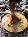 Filename=podvihanka_navadna_b_Paxillus_involutus_2009_09240045.JPG
Filesize=324KB
Dimensions=675x900
Date added=Jan 08, 2010 podvihanka_navadna_b_Paxillus_involutus_2009_09240045.JPG