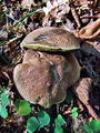 Filename=polstenec_rdecebetni_a_Xerocomellus_chrysenteron_2009_09240087.JPG
Filesize=353KB
Dimensions=675x900
Date added=Jan 08, 2010 polstenec_rdecebetni_a_Xerocomellus_chrysenteron_2009_09240087.JPG