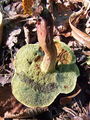 Filename=polstenec_rdecebetni_c_Xerocomellus_chrysenteron_2009_09240088.JPG
Filesize=321KB
Dimensions=675x900
Date added=Jan 08, 2010 polstenec_rdecebetni_c_Xerocomellus_chrysenteron_2009_09240088.JPG