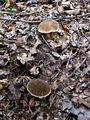 Filename=polstenec_topotrosni_a_Xerocomellus_porosporus_2009_09290003.JPG
Filesize=375KB
Dimensions=675x900
Date added=Jan 08, 2010 polstenec_topotrosni_a_Xerocomellus_porosporus_2009_09290003.JPG