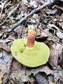Filename=polstenec_topotrosni_b_Xerocomellus_porosporus_2009_09290004.JPG
Filesize=356KB
Dimensions=675x900
Date added=Jan 08, 2010 polstenec_topotrosni_b_Xerocomellus_porosporus_2009_09290004.JPG