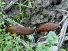 Filename=polz_3_02_lazar_spanski_bb_Arion_vulgaris_DSC03397.JPG
Filesize=419KB
Dimensions=900x675
Date added=Feb 19, 2018 polz_3_02_lazar_spanski_bb_Arion_vulgaris_DSC03397.JPG