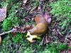 Filename=polz_3_02_lazar_spanski_be_Arion_vulgaris_2014_09080001.JPG
Filesize=510KB
Dimensions=900x675
Date added=Feb 19, 2018 polz_3_02_lazar_spanski_be_Arion_vulgaris_2014_09080001.JPG