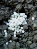 Filename=polz_3_02_lazar_spanski_bh_Arion_vulgaris.JPG
Filesize=342KB
Dimensions=675x900
Date added=Feb 19, 2018 polz_3_02_lazar_spanski_bh_Arion_vulgaris.JPG