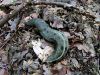 Filename=polz_3_02_slinar_gozdni_ba_Limax_cinereoniger_2009_07290003.JPG
Filesize=466KB
Dimensions=900x675
Date added=Feb 18, 2018 polz_3_02_slinar_gozdni_ba_Limax_cinereoniger_2009_07290003.JPG