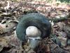 Filename=polz_3_02_slinar_gozdni_bc_Limax_cinereoniger_2014_09090003.JPG
Filesize=403KB
Dimensions=900x675
Date added=Feb 18, 2018 polz_3_02_slinar_gozdni_bc_Limax_cinereoniger_2014_09090003.JPG
