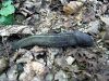 polz_3_02_slinar_gozdni_bd_Limax_cinereoniger_2011_07170010.JPG