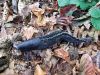 Filename=polz_3_02_slinar_gozdni_be_Limax_cinereoniger_2014_10120007.JPG
Filesize=461KB
Dimensions=900x675
Date added=Feb 18, 2018 polz_3_02_slinar_gozdni_be_Limax_cinereoniger_2014_10120007.JPG
