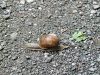 Filename=polz_3_02_vrtni_polz_veliki_ba_Helix_pomatia_2011_07030012.JPG
Filesize=501KB
Dimensions=900x675
Date added=Feb 18, 2018 polz_3_02_vrtni_polz_veliki_ba_Helix_pomatia_2011_07030012.JPG