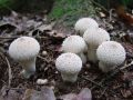 Filename=prasnica_beticasta_a_Lycoperdon_perlatum_2010_10020092.jpg
Filesize=205KB
Dimensions=900x675
Date added=Oct 24, 2010 prasnica_beticasta_a_Lycoperdon_perlatum_2010_10020092.jpg