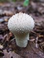 Filename=prasnica_beticasta_b_Lycoperdon_perlatum_2010_10020093.jpg
Filesize=152KB
Dimensions=675x900
Date added=Oct 24, 2010 prasnica_beticasta_b_Lycoperdon_perlatum_2010_10020093.jpg