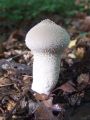 Filename=prasnica_beticasta_c_Lycoperdon_perlatum_2010_09290043.jpg
Filesize=170KB
Dimensions=675x900
Date added=Oct 24, 2010 prasnica_beticasta_c_Lycoperdon_perlatum_2010_09290043.jpg