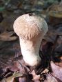 Filename=prasnica_beticasta_d_Lycoperdon_perlatum_2010_09290044.jpg
Filesize=172KB
Dimensions=675x900
Date added=Oct 24, 2010 prasnica_beticasta_d_Lycoperdon_perlatum_2010_09290044.jpg