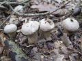 Filename=prasnica_beticasta_e_Lycoperdon_perlatum_2010_10020089.jpg
Filesize=229KB
Dimensions=900x675
Date added=Oct 24, 2010 prasnica_beticasta_e_Lycoperdon_perlatum_2010_10020089.jpg