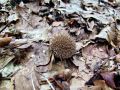 Filename=prasnica_jezasta_a_Lycoperdon_echinatum_2013_10050010.jpg
Filesize=274KB
Dimensions=900x675
Date added=Nov 03, 2013 prasnica_jezasta_a_Lycoperdon_echinatum_2013_10050010.jpg