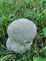 Filename=prasnica_senozetna_a_Lycoperdon_utriforme_DSC03475.jpg
Filesize=316KB
Dimensions=675x900
Date added=Jan 07, 2010 prasnica_senozetna_a_Lycoperdon_utriforme_DSC03475.jpg