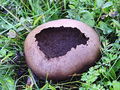 Filename=prasnica_senozetna_c_Lycoperdon_utriforme_DSC03634.jpg
Filesize=337KB
Dimensions=900x675
Date added=Jan 07, 2010 prasnica_senozetna_c_Lycoperdon_utriforme_DSC03634.jpg