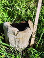 Filename=prasnica_senozetna_d_Lycoperdon_utriforme_DSC03648.jpg
Filesize=335KB
Dimensions=675x900
Date added=Jan 07, 2010 prasnica_senozetna_d_Lycoperdon_utriforme_DSC03648.jpg